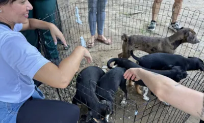 Feira de Adoção de Animais em Ilhabela