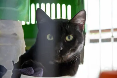 Feira de Adoção de Cães e Gatos no Jardim Botânico de Caxias do Sul