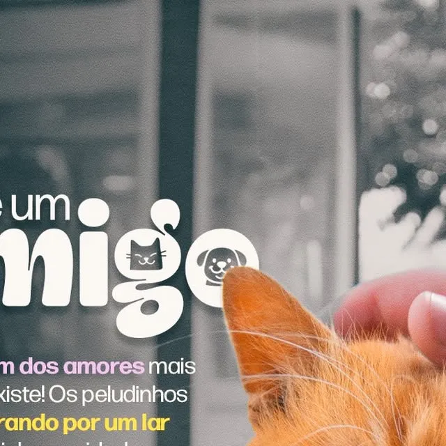 Feira “Adote um Amigo” acontece em 29 de agosto, em Saquarema (RJ), com cães e gatos disponíveis para adoção responsável.