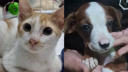 Campanha Adote um Pet reúne cães e gatos no Caxias Shopping, em Duque de Caxias
