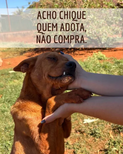 Feirinha de Adoção de Animais Adultos em Rio Verde
