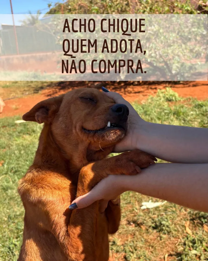 Feirinha de adoção de cães adultos acontece em 23 de agosto, em Rio Verde (GO), das 9h às 13h, no Parque Espelho D’Água.