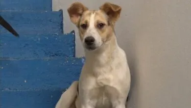 Feira de adoção da APAC e Clínica Veterinária Municipal acontece em Manhuaçu no sábado, 22 de agosto de 2026.
