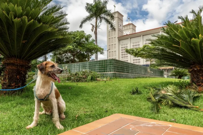 Feira de adoção reúne 20 cães e gatos no Parque Tia Nair, em Cuiabá, no dia 22 de agosto de 2026, das 16h às 20h.