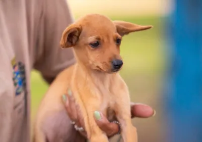 Feira de Adoção no Canil Municipal reúne cães e gatos em São Carlos