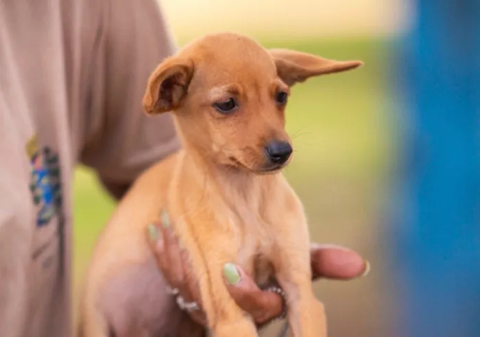 Feira de adoção no Canil Municipal de São Carlos acontece em 22 de agosto de 2026, das 9h às 14h, com cães e gatos.