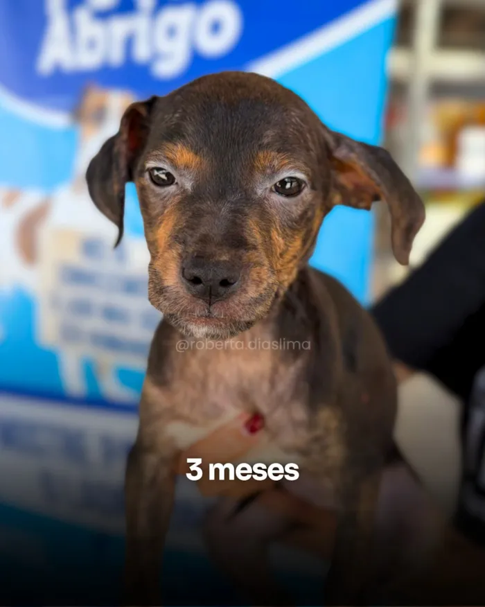 Evento Adote um Amigo: feira de adoção em Americana