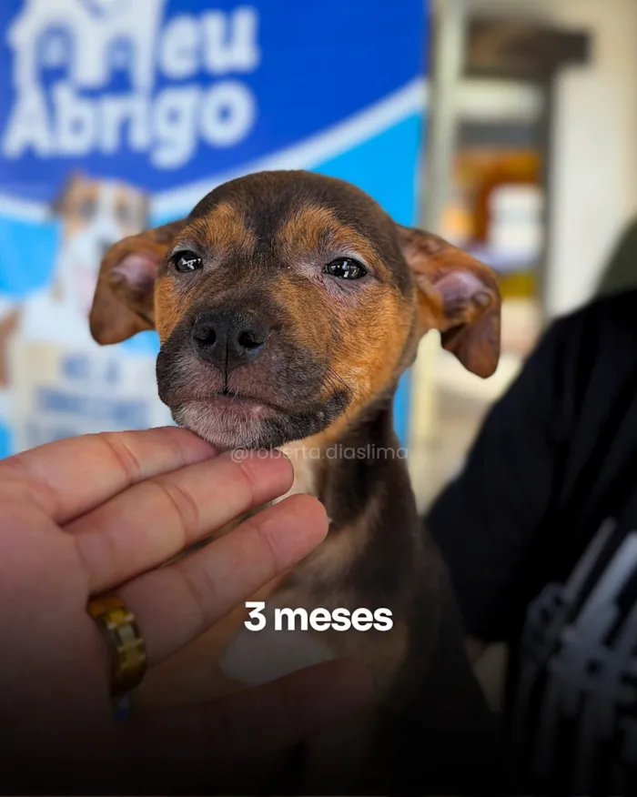 Evento Adote um Amigo: feira de adoção em Americana