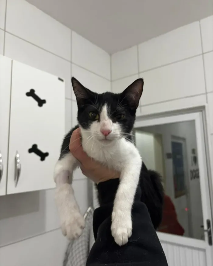 Feira de adoção em Santa Cruz do Sul: cães e gatos - imagem 4