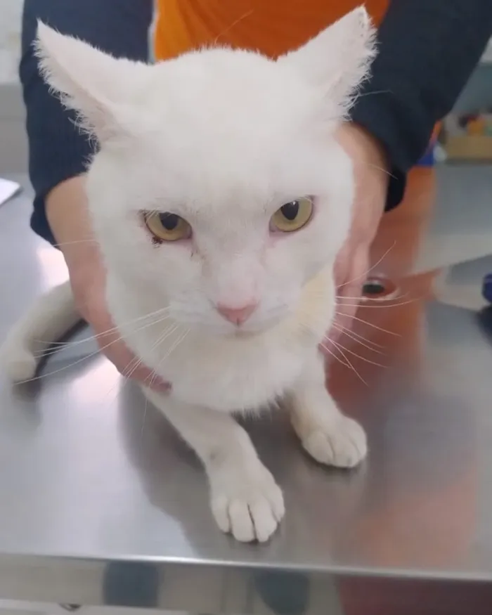 Feira de adoção em Santa Cruz do Sul: cães e gatos - imagem 8