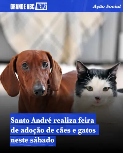 Feira de adocao de caes e gatos em Santo Andre
