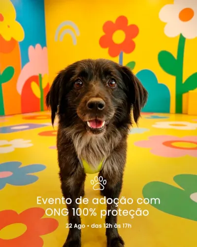Feira de adoção no Golden Square em São Bernardo