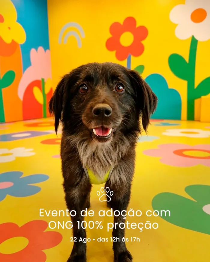 Feira de adoção em São Bernardo do Campo acontece em 22 de agosto, das 12h às 17h, com cães que buscam um lar responsável.