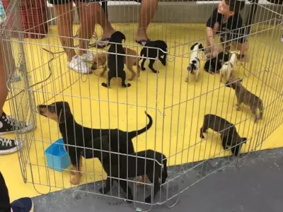 Feira de adocao em Armação dos Búzios reúne cães e gatos