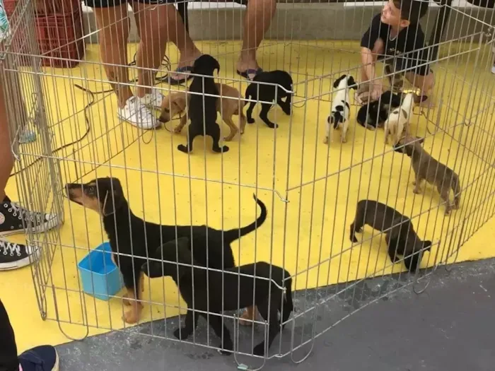Feira de cães e gatos em Armação dos Búzios acontece em 20 de agosto, das 9h às 13h, na Praça Santos Dumont, com orientações.