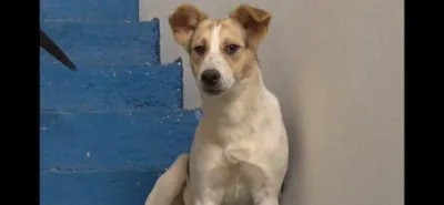 Feira de adoção de animais em Manhuaçu neste sábado