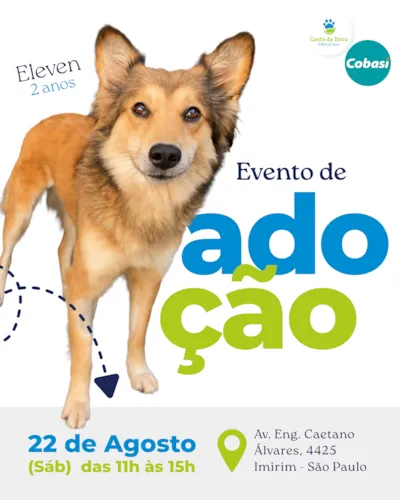 Evento de adocao em Sao Paulo com a Canto da Terra