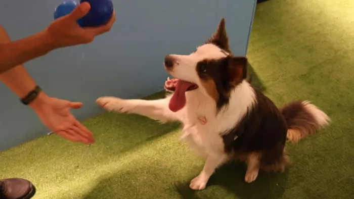 Evento Pet Day: feira de adocao responsavel em Campinas
