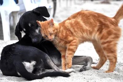 Eventos de adoção animal em Betim neste sábado