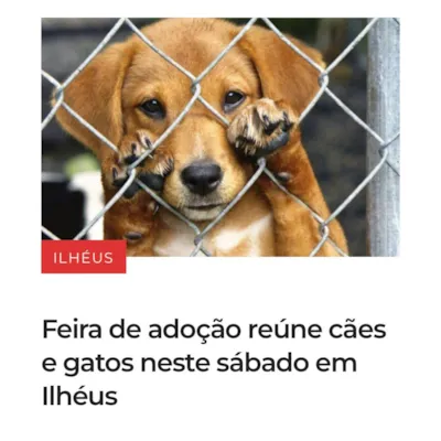Feira de adoção de cães e gatos em Ilhéus neste sábado