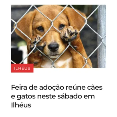 Feira de adoção de cães e gatos em Ilhéus neste sábado