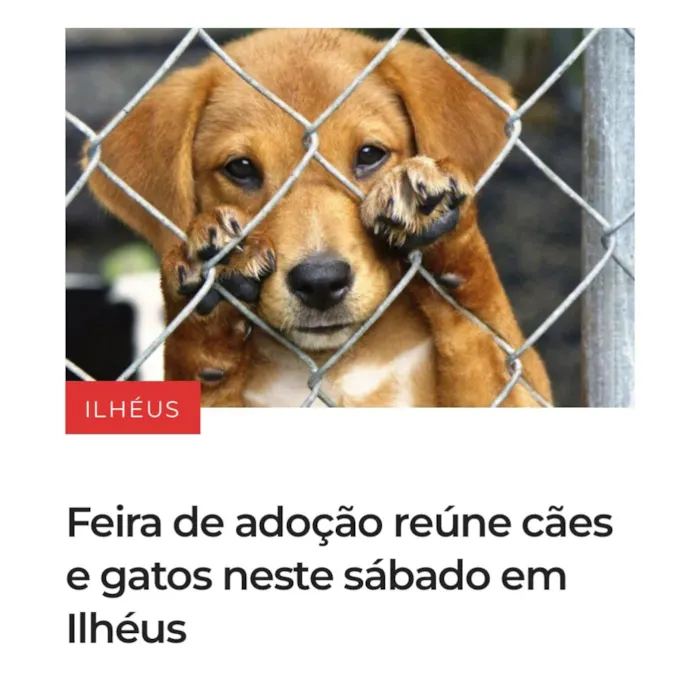 Feira reúne cães e gatos para adoção em Ilhéus, em 22 de agosto, a partir das 9h. Conheça pets resgatados e converse sobre adoção responsável.