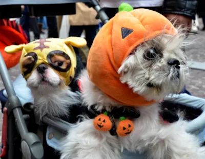 Feira de adocao no Halloween Pet em Sao Paulo