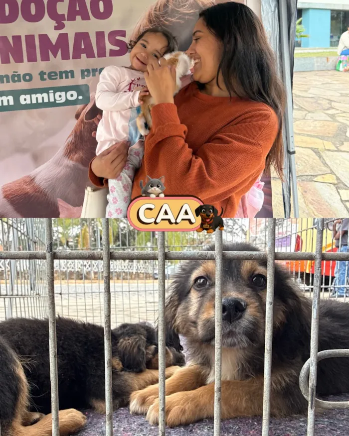 Feira de adoção de animais em Mariana nesta sexta-feira - imagem 2