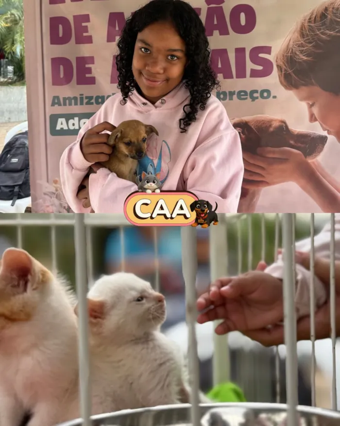 Feira de adoção de animais em Mariana nesta sexta-feira - imagem 5