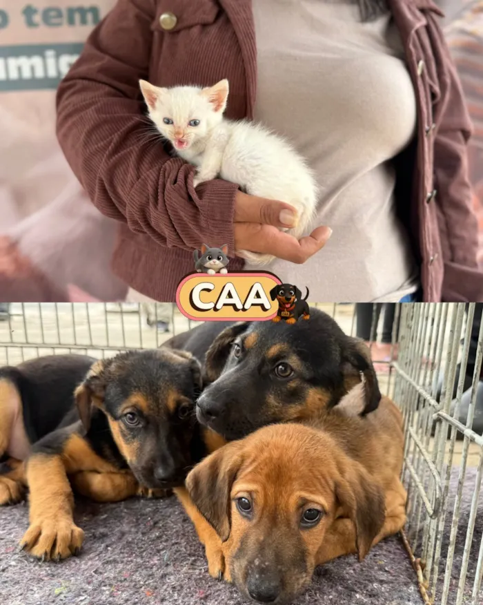 Feira de adoção de animais em Mariana nesta sexta-feira - imagem 6