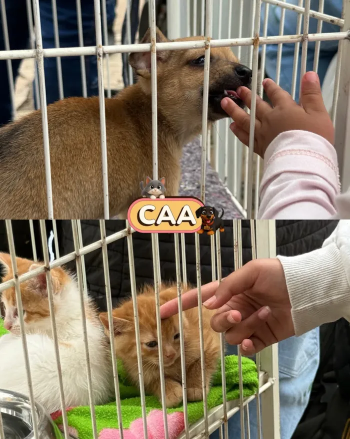 Feira de adoção de animais em Mariana nesta sexta-feira - imagem 7