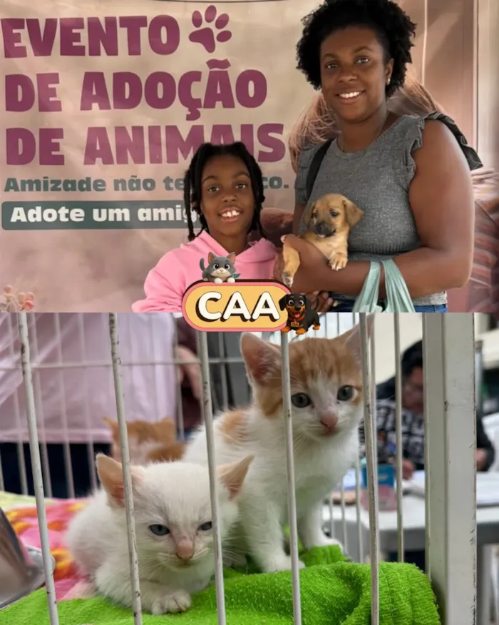 Feira de adoção de animais em Mariana nesta sexta-feira - imagem 8