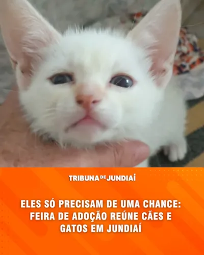 Feira de Adoção em Jundiaí: Cães e Gatos Procuram um Lar