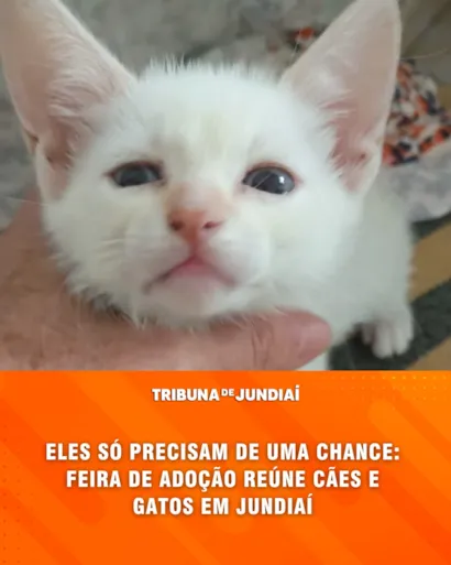 Feira de Adoção em Jundiaí: Cães e Gatos Procuram um Lar
