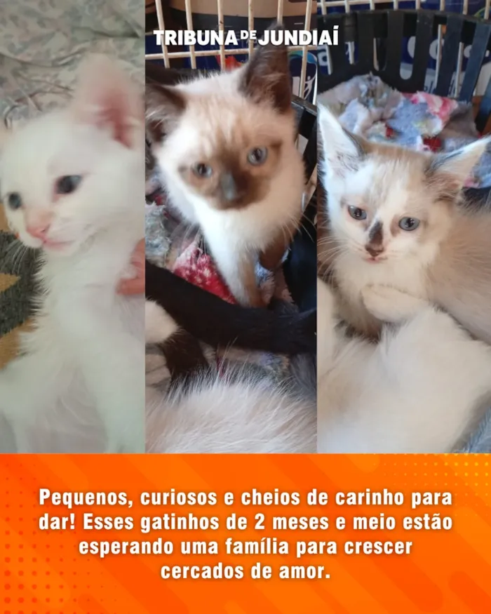 Feira de Adoção em Jundiaí: Cães e Gatos Procuram um Lar - imagem 2