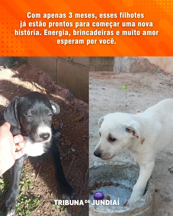 Feira de Adoção em Jundiaí: Cães e Gatos Procuram um Lar - imagem 3