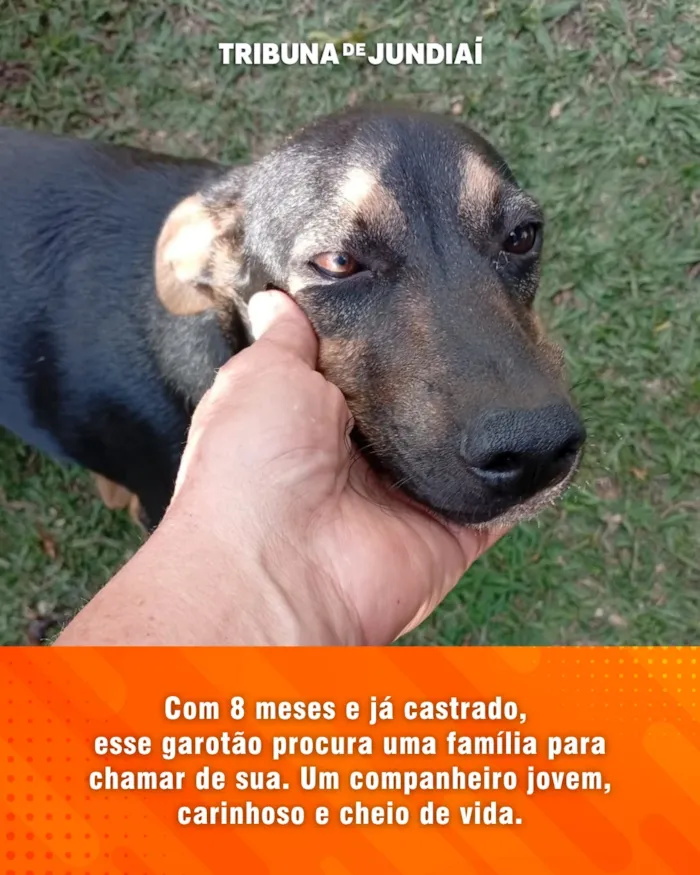 Feira de Adoção em Jundiaí: Cães e Gatos Procuram um Lar - imagem 4
