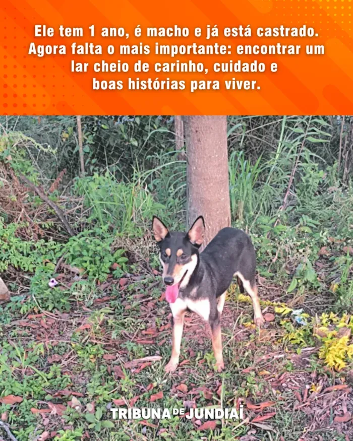 Feira de Adoção em Jundiaí: Cães e Gatos Procuram um Lar - imagem 5