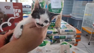Feira de adoção de cães e gatos em Sumaré