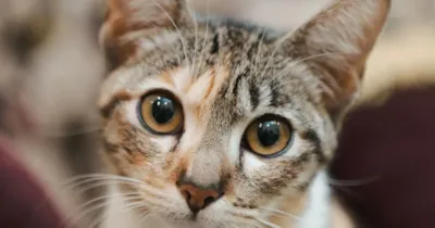 Feira de Adoção de Gatos em Barueri neste sábado (22)