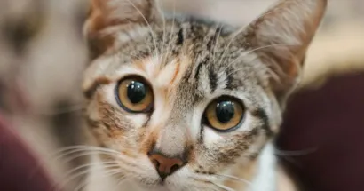 Feira de Adoção de Gatos em Barueri neste sábado (22)