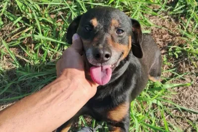 Feira de adoção de cães adultos em Piracicaba