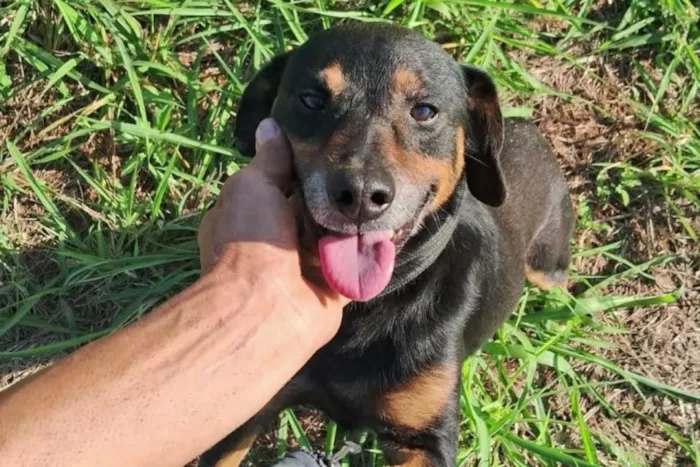 Feira de adoção de cães adultos em Piracicaba acontece em 22 de agosto, das 10h às 14h, na Petz, com animais vacinados e castrados.