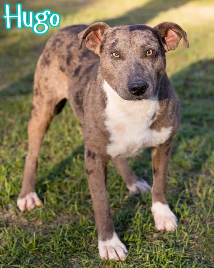 Evento de adoção de cães resgatados em Curitiba - imagem 2