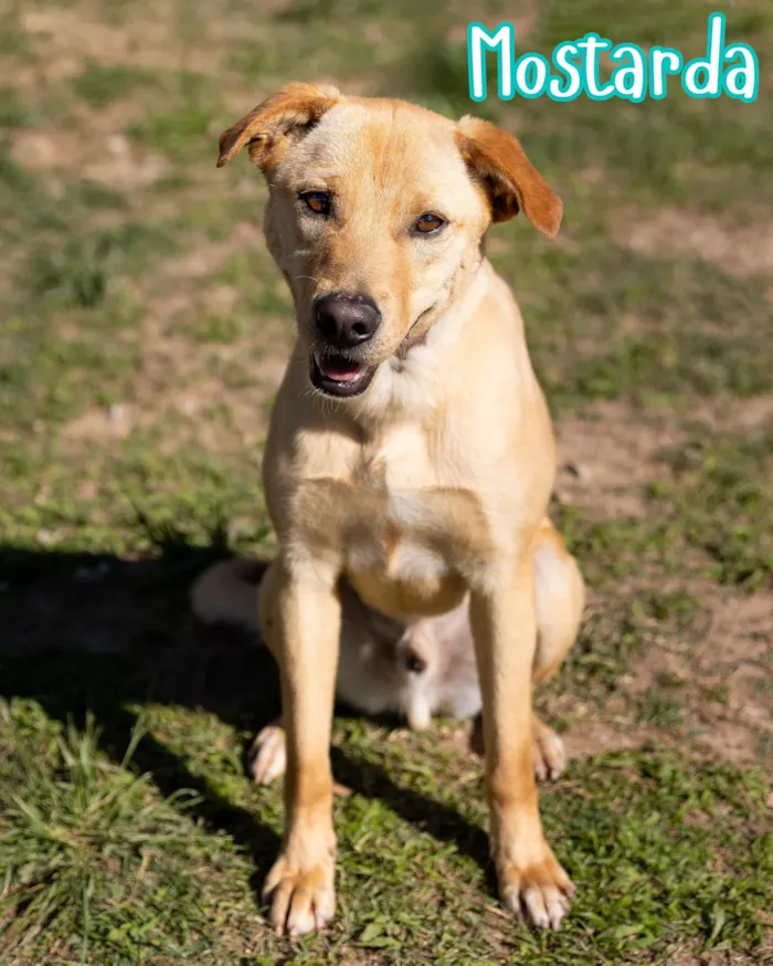 Evento de adoção de cães resgatados em Curitiba - imagem 6