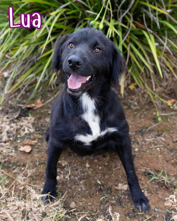 Evento de adoção de cães resgatados em Curitiba - imagem 8