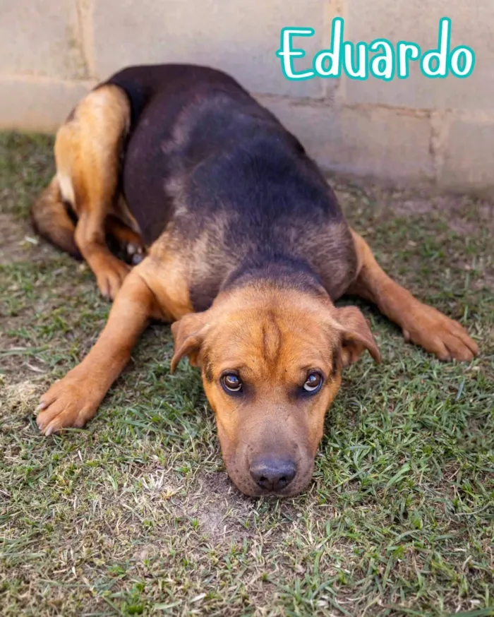 Evento de adoção de cães resgatados em Curitiba - imagem 9