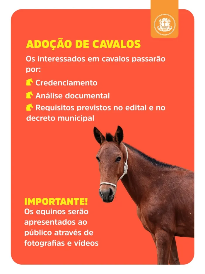 Feira de adoção em Macaé no Shopping Plaza neste sábado - imagem 4