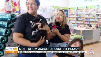 Feira de adoção de gatos em Boa Vista acontece sábado, 22 de agosto, sem horário divulgado, com felinos à espera de um novo lar.