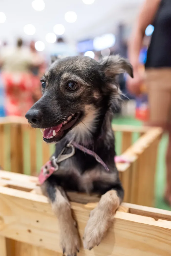 Feira de adoção em São João de Meriti acontece em 22 de agosto, das 15h às 18h, com cães e gatos à espera de um novo lar.